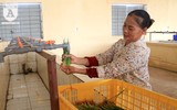Có một nguồn cung rau an toàn dồi dào cho nội thành Hà Nội